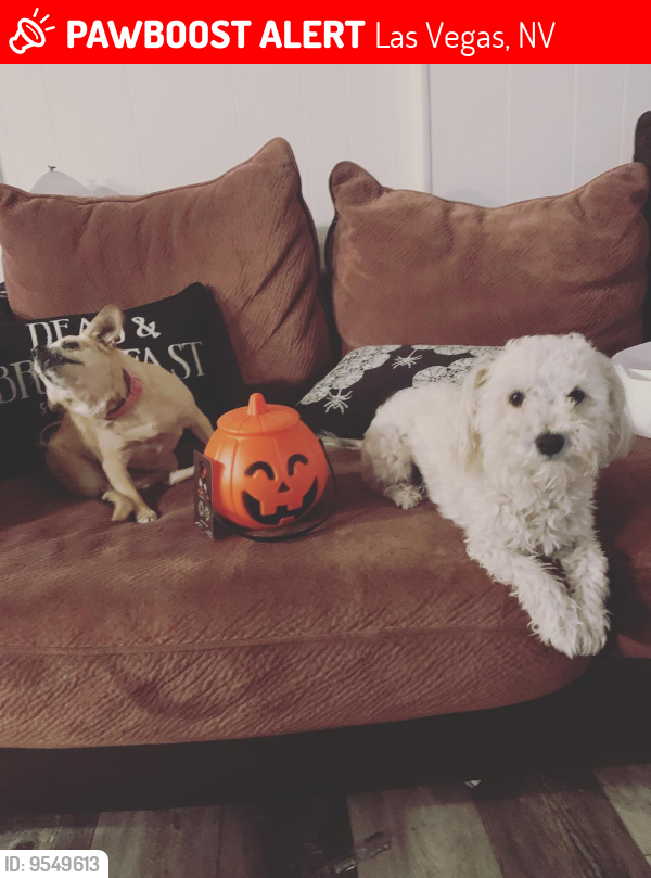 Lost Male Dog last seen Washington & Pecos, Las Vegas, NV 89101