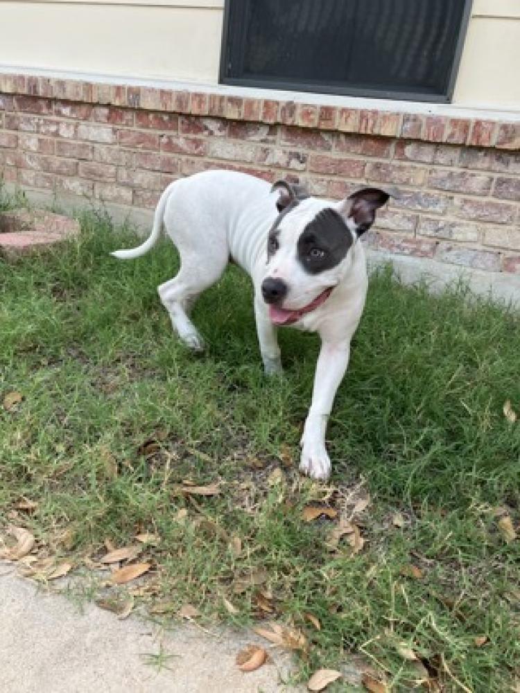 Shelter Stray Female Dog last seen San Antonio, TX 78227, San Antonio, TX 78229