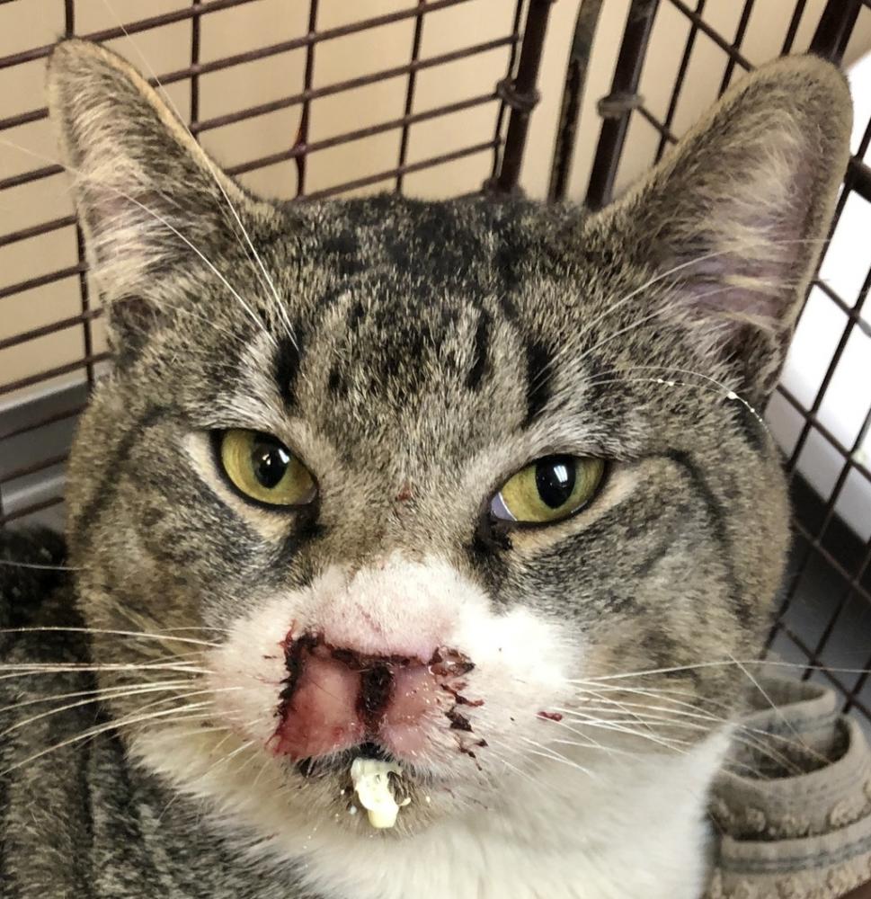 Shelter Stray Male Cat last seen Near E Mansfield Avenue, Spokane, WA, 99206, Spokane, WA 99212