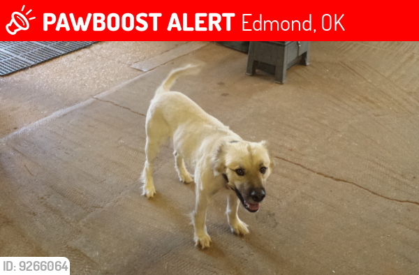 Lost Male Dog last seen Was in Mardel parking lot. Then went east toward dog park, Edmond, OK 73013
