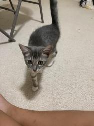 Lost Female Cat last seen Near Roosterfish way, Sacramento, CA 95828
