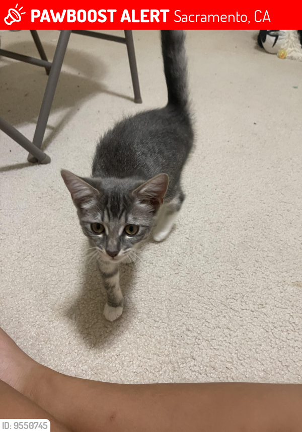 Lost Female Cat last seen Near Roosterfish way, Sacramento, CA 95828