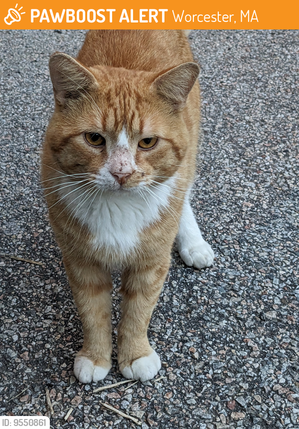 Worcester, MA Stray Male Cat Found Near Rugby street, Grafton Street, CVS Worcester, Fairmount