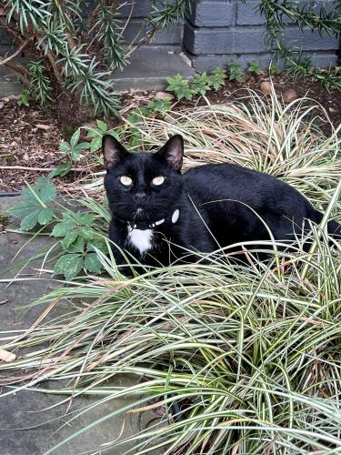 Lost Male Cat last seen 13th St NW and Clifton St NW near the hses by Cardozo High School, Washington, DC 20009