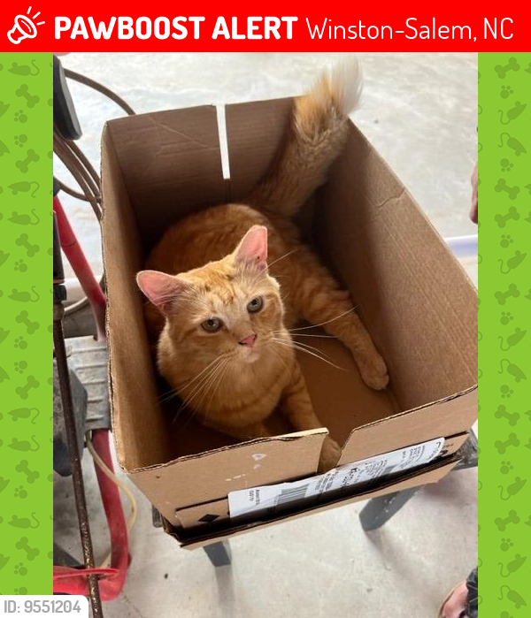 Lost Male Cat last seen Oaklawn//Roslyn/ Springdale/ N Stratford Rd/ Winston Salem NC 27104, Winston-Salem, NC 27104