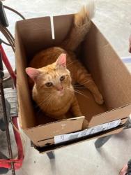 Lost Male Cat last seen Oaklawn//Roslyn/ Springdale/ N Stratford Rd/ Winston Salem NC 27104, Winston-Salem, NC 27104