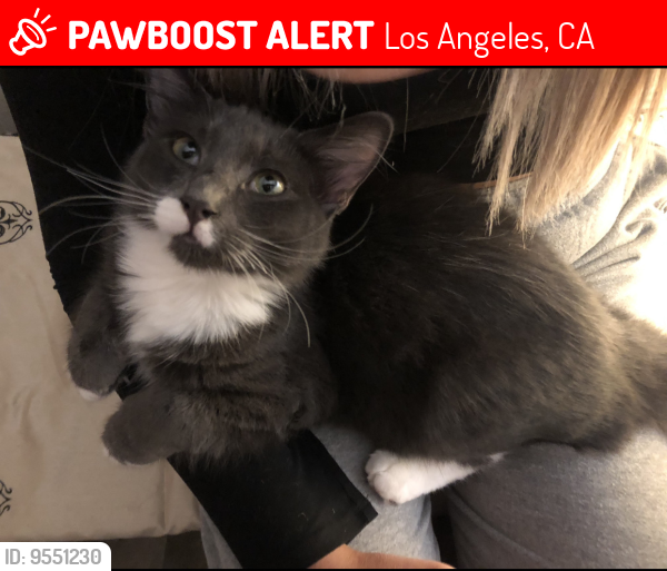 Lost Male Cat last seen Glenalbyn dr and avenue 38, Los Angeles, CA 90065