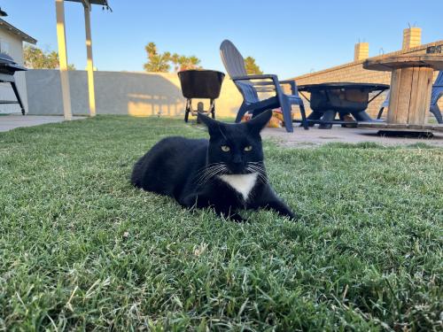 Lost Male Cat last seen 14th & thunderbird, Phoenix, AZ 85029