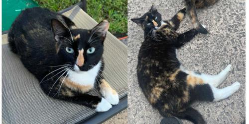 Lost Female Cat last seen Sugar Mill Road & North Bayou Road Cannes Brulee Subdivision, Kenner, LA 70065
