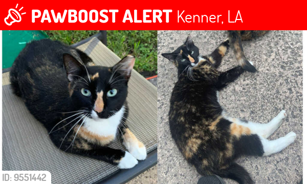 Lost Female Cat last seen Sugar Mill Road & North Bayou Road Cannes Brulee Subdivision, Kenner, LA 70065