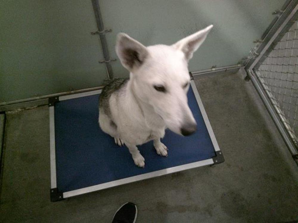 Shelter Stray Female Dog last seen Near BLOCK FLOWER ST, LAKE ISABELLA CA 93240, Lake Isabella, CA 93240