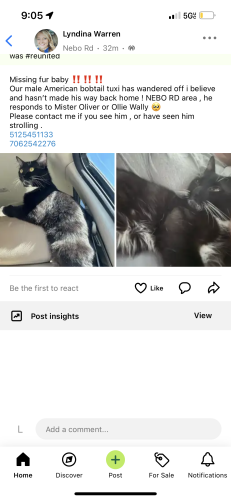 Lost Male Cat last seen Nebo rd , Hiram, GA 30141