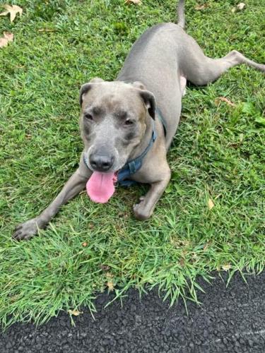 Found/Stray Male Dog last seen Stoa Ct, Herndon, VA 20170