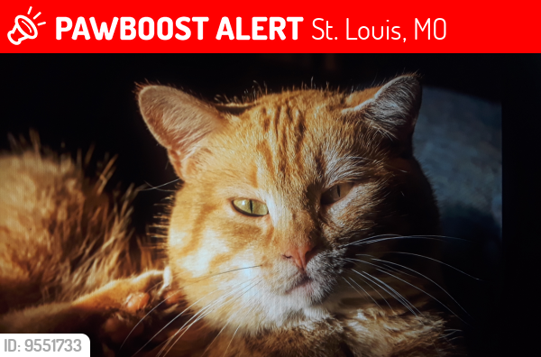 Lost Male Cat last seen Coburg Lands Dr., St. Louis, MO 63137