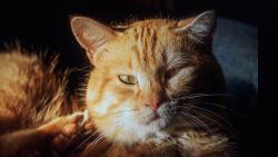 Lost Male Cat last seen Coburg Lands Dr., St. Louis, MO 63137