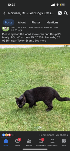 Lost Male Cat last seen Taylor Ave, Flaxhill Rd, Norwalk, CT 06854