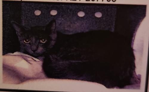 Lost Female Cat last seen Jackson Blvd, Chicago, IL 60624