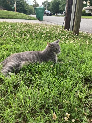 Lost Male Cat last seen Main st by Walgreens , High Point, NC 27265