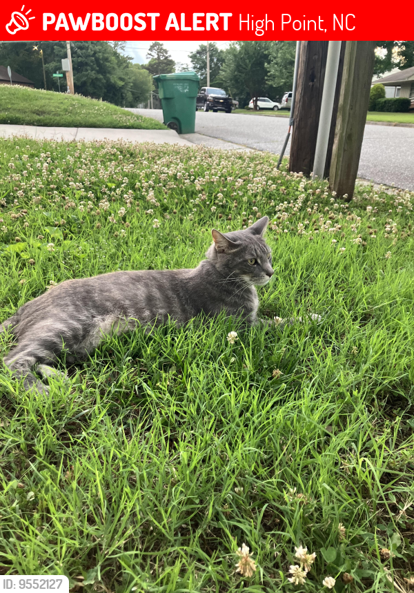 Lost Male Cat last seen Main st by Walgreens , High Point, NC 27265