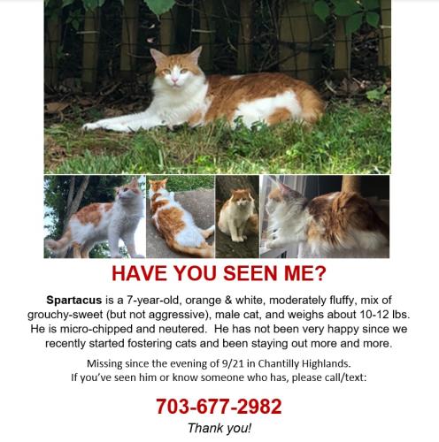 Lost Male Cat last seen Kinross Court and Kinross Circle, Oak Hill, VA 20171