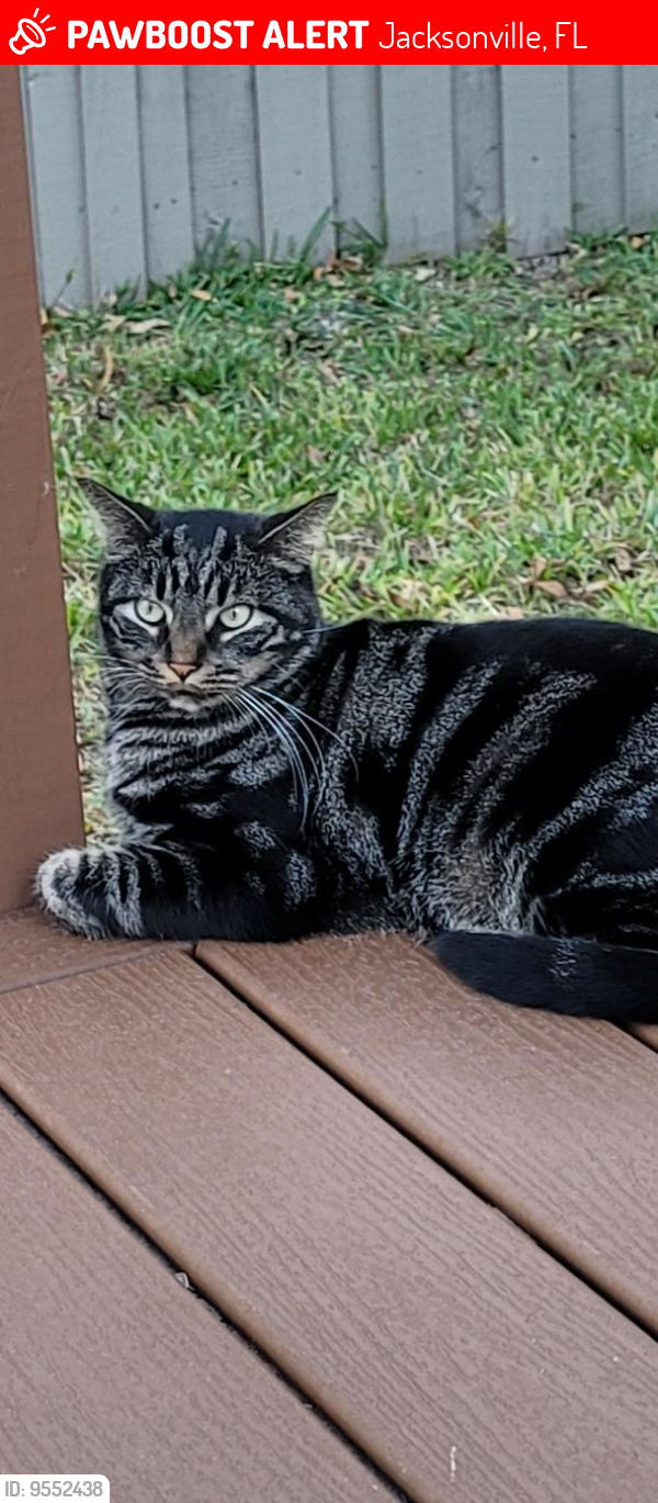 Lost Male Cat last seen Ortega Farms and Timuquana Blvd, Jacksonville, FL 32210