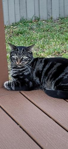 Lost Male Cat last seen Ortega Farms and Timuquana Blvd, Jacksonville, FL 32210