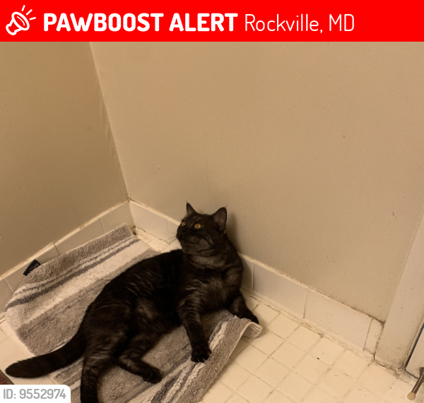 Lost Male Cat last seen  bauer dr, Rockville, MD 20853