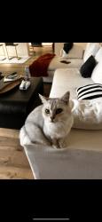 Reunited Male Cat last seen Near Skygate, Aliso Viejo, CA 92656, USA, Aliso Viejo, CA 92656
