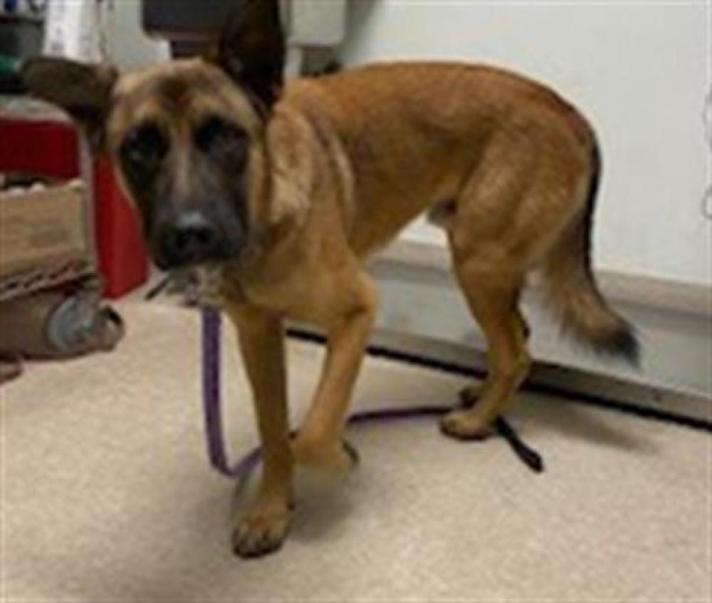 Shelter Stray Male Dog last seen RED APPLE AVE, TEHACHAPI CA 93561, Bakersfield, CA 93308