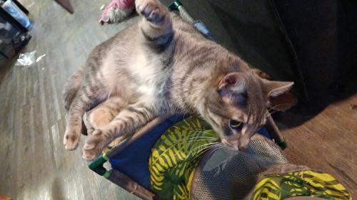 Lost Male Cat last seen GREENWAY AND NORTH RANCH PARKWAY SURPRISE AZ, Surprise, AZ 85388