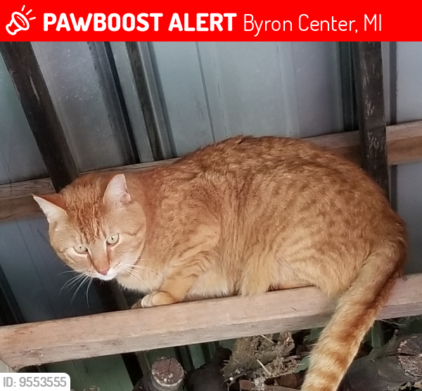 Lost Male Cat last seen woodhaven church, Byron Center, MI 49315