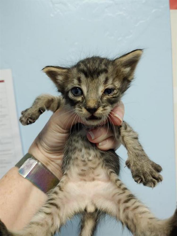 Shelter Stray Male Cat last seen , Bakersfield, CA 93308