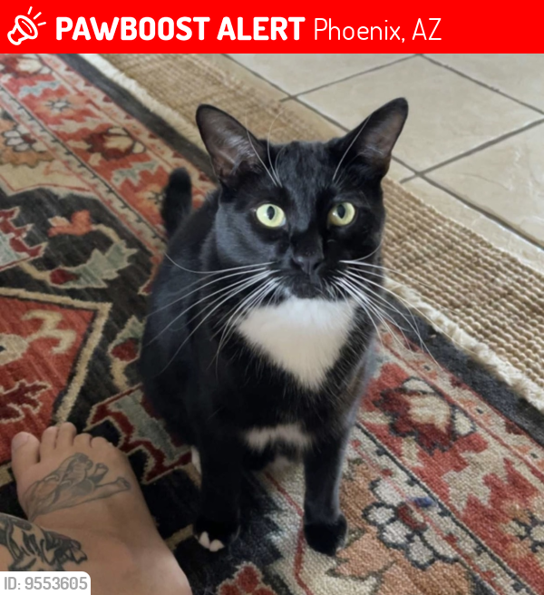 Lost Male Cat last seen N 14th Ave & W Thunderbird Rd. Phoenix AZ, 85023, Phoenix, AZ 85029