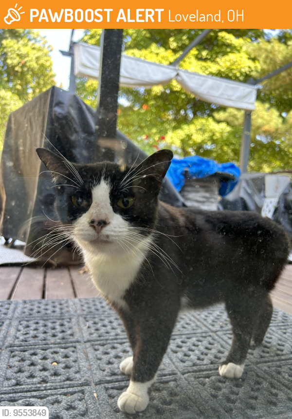 Loveland, OH Stray Female Cat Found Near Pheasant Hills PawBoost
