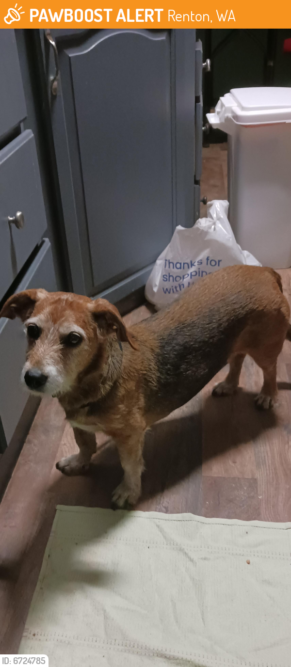 Found/Stray Male Dog last seen NE 128th st Renton WA 98059, Renton, WA 98056