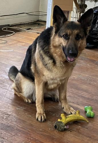 Lost Female Dog last seen 80th & Prairie Ave, Chicago, IL 60619