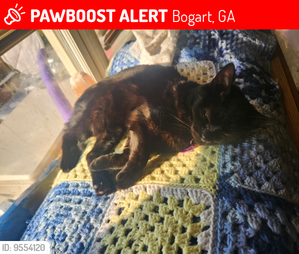 Lost Female Cat last seen Georgia Square Mall, Bogart, GA 30622
