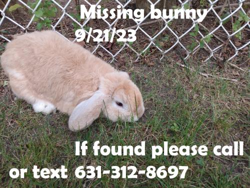 Lost Male Rabbit last seen Southaven ave, Medford, NY 11763