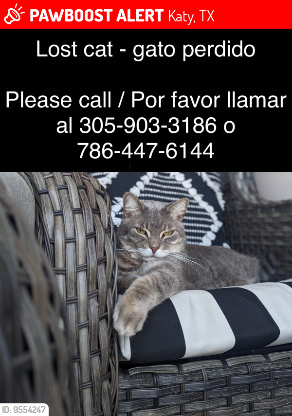 Lost Male Cat last seen Jasmine Heights Neighborhood - near Riverdew dr , Katy, TX 77449