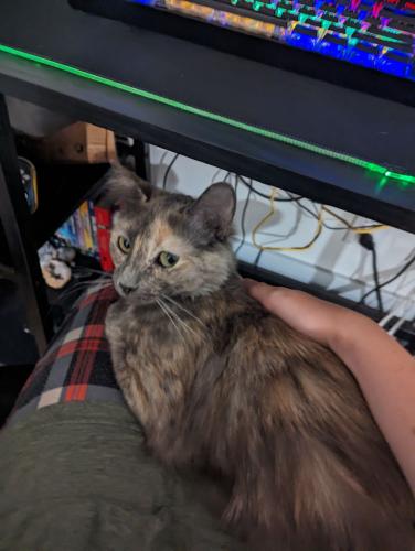 Lost Female Cat last seen 44th St and Stanford Dr., Paradise Valley, AZ 85253
