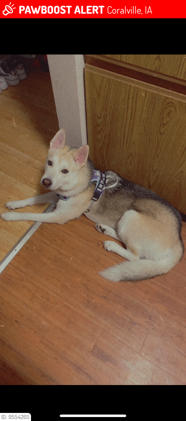 Coralville, IA Lost Female Dog, Athena Is Missing PawBoost