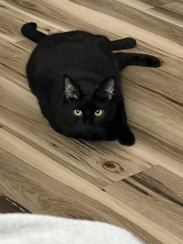 Lost Male Cat last seen Gable and king st, Pottstown, PA 19464