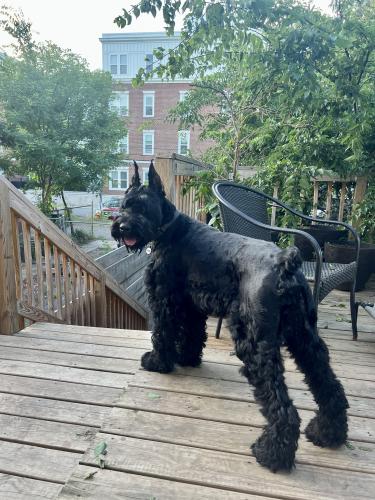 Lost Male Dog last seen Oxon Hill and Livingston Rd in Fort Washington, MD, Oxon Hill, MD 20745