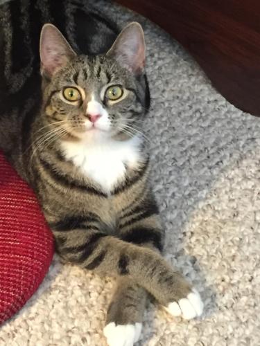 Lost Female Cat last seen Chestnut and Oakton, Arlington Heights, IL, Arlington Heights, IL 60004