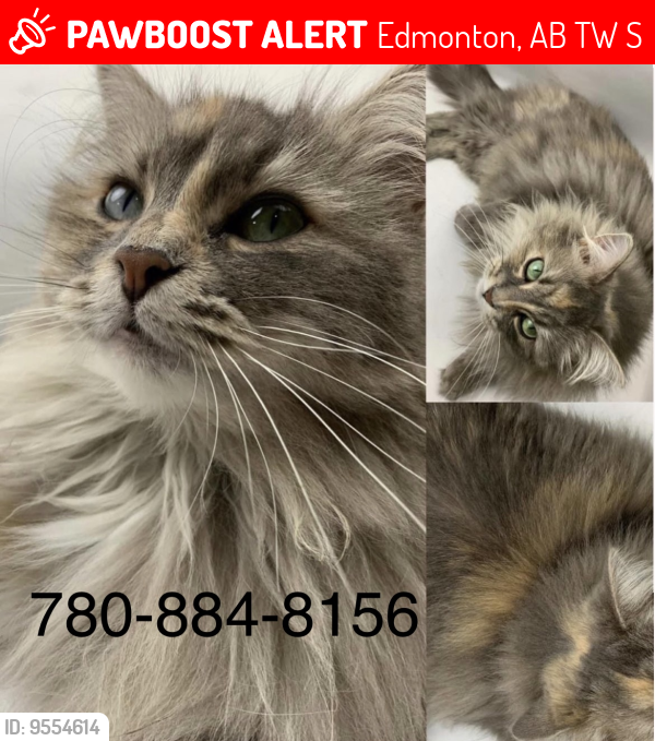Lost Female Cat last seen Ellerslie rd and 114 st , Edmonton, AB T6W 1S9