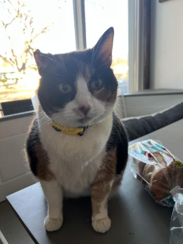 Lost Female Cat last seen Get and go , Des Moines, IA 50315