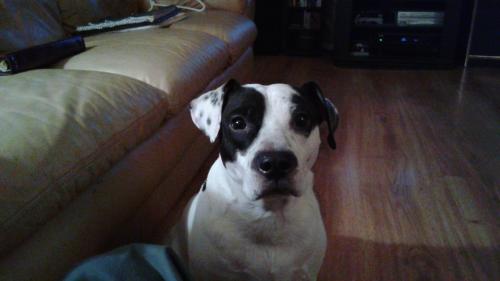 Lost Male Dog last seen Ox Bow Lane and Arrow point Drive, St. Louis, MO 63138