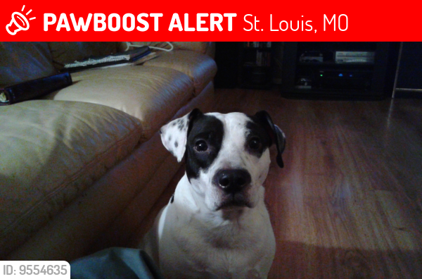 Lost Male Dog last seen Ox Bow Lane and Arrow point Drive, St. Louis, MO 63138