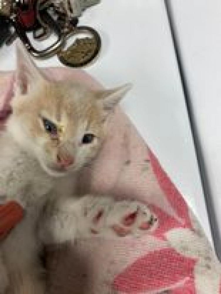 Shelter Stray Female Cat last seen Alvarado, TX 76009, Alvarado, TX 76009
