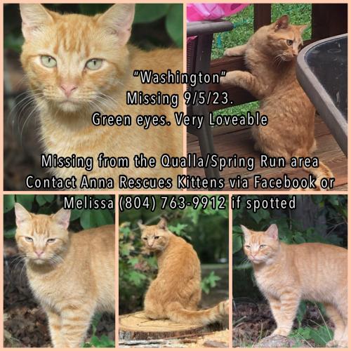Lost Male Cat last seen Qualla Rd and Spring Run , Chesterfield County, VA 23832